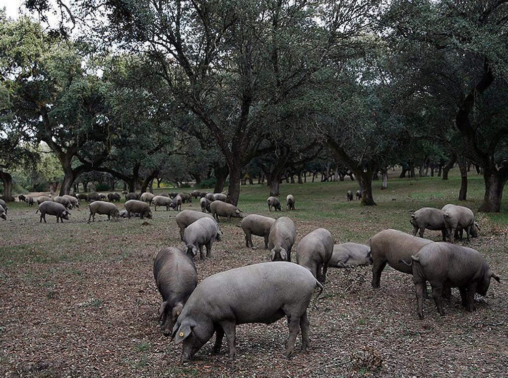 Hospederia Reina De Los Angeles Aracena Esterno foto